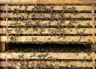 Bees on honeycomb frame inside hive building and filling cells. Detailed top view. Nature shot from beekeeping practice. Copyspace