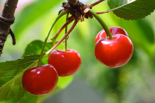 delicious red cherries in the countryside garden. fresh organic cherry in summer. ripe sweet fruit among green leaves on the branch. raw juicy food full of vitamin