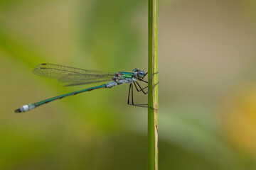 male emerald damselfly Lestes sponsa