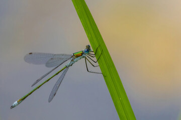 male emerald damselfly Lestes sponsa