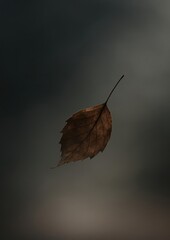 Obraz premium Solitary leaf in dark atmosphere.