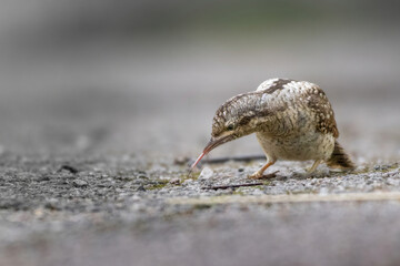 Eurasian wryneck.  A bird sits on a ground  and collecting insects