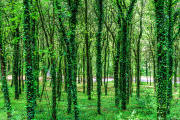 Fototapeta premium green spring season forest view background with salad leaves and sun rays. Scenic forest of fresh green trees framed by leaves, with the sun casting its warm rays through the foliage