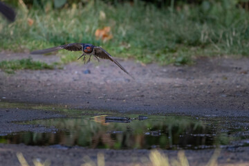Hirundo rustica flying over water