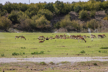Deers in Biopark, part of Damascena complex, Skobelevo village in Rose Valley in Bulgaria