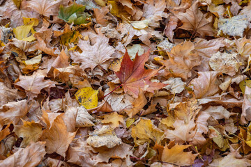 Close up on maple tree leaves during autumn in Warsaw city, Poland