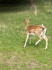 white tailed deer