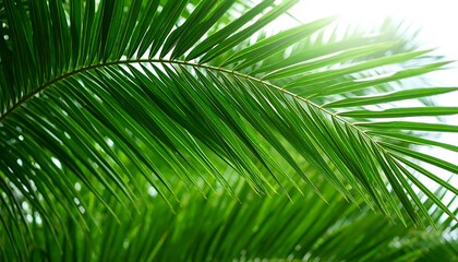 Close-up vibrant palm fronds