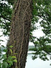 Alder trunk covered with dry ivy. Ivy cut at base. Textured natural motif with bark pattern.Copyspace