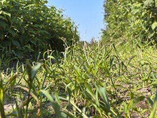 Lush Green Grass and Plants Along a Winding Path on a Sunny Day in a Serene Natural Setting