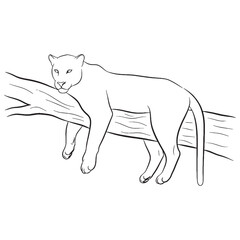 Graceful Panther Line Art – Panther Vector Outline Drawing with Clear Sharp Definition – Panther Drawing – Vector of Panther – Panther Outline

