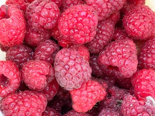 Fresh Raspberries Picked From Farm in Summer During Harvest Season