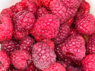 Freshly Harvested Raspberries in a Bowl Collected From a Sunny Garden in Late Summer