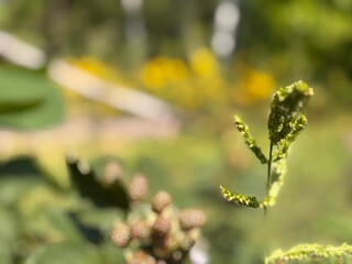 Bright Green Leaves Illuminated by Sunlight in a Tranquil Garden Setting During Summer Afternoons