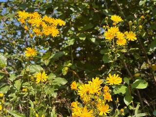 Obraz premium Bright Yellow Wildflowers Bloom Under a Clear Sky in a Lush Green Environment
