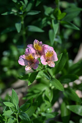 pink and yellow flowers
