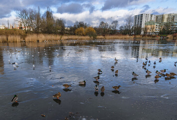 Ducks swimming in pond in Szczesliwice Park in Ochota district of Warsaw in Poland