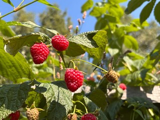 Ripe Raspberries Growing in a Sunlit Garden During Summer Harvest Season