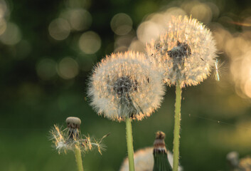 Details of ripe fruits of Common dandelion plants © Fotokon