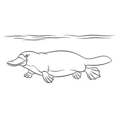 Obraz premium Smooth Platypus Line Art – Platypus Vector Outline Drawing with Clean Silhouette – Platypus Drawing – Vector of Platypus – Platypus Outline