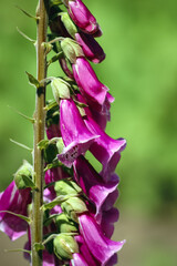 Digitalis purpurea plant in the garden, commonly known as Common foxgloves © Fotokon