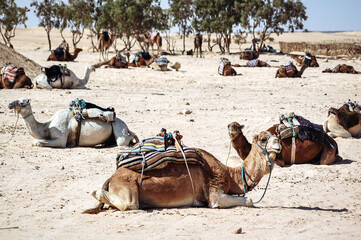 Fototapeta premium Camels for tourists rides on Sahara Desert in Douz oasis in Kebili Governorate, Tunisia