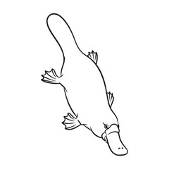 Distinctive Platypus Line Art – Platypus Vector Outline Drawing with Fine Details – Platypus Drawing – Vector of Platypus – Platypus Outline

