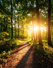 제목: A Path into the Golden Light

설명: An immersive vertical shot following a path into the peaceful, golden-lit heart of the forest in the late afternoon.