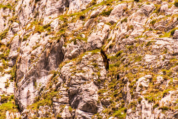 Buitre en Bulnes, Picos de Europa.