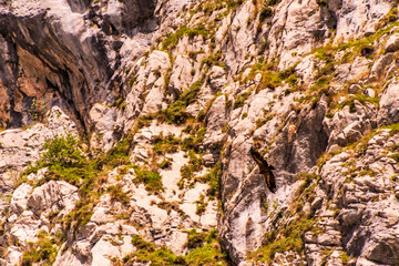 Buitre en Bulnes, Picos de Europa.