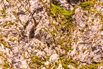 Buitre en Bulnes, Picos de Europa.