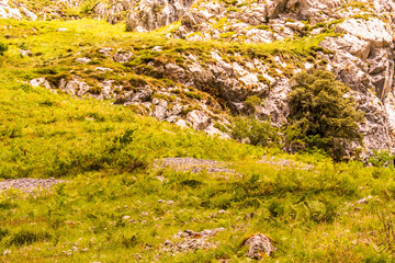Paisaje en Bulnes, Picos de Europa.