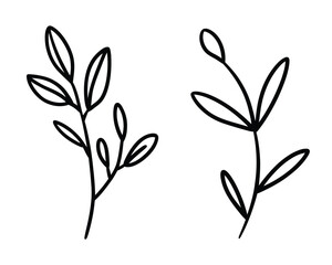 Obraz premium Delicate black line drawing of two plant stems with leaves