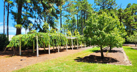 Sandhills Horticultural Gardens, Pinehurst, North Carolina, USA
