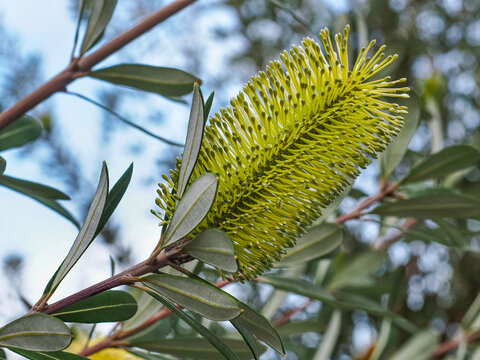 Banksia integrifolia or monticola, known as the coast banksia. Yellowish green inflorescence or flower spike before anthesis with dark green leaves, close up. Flowering tree of the family Proteaceae.