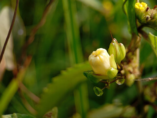 Obraz premium close-up macro shot of a delicate, creamy white flower bud and green leaves with a water droplet, surrounded by blurred green foliage in a natural outdoor setting.