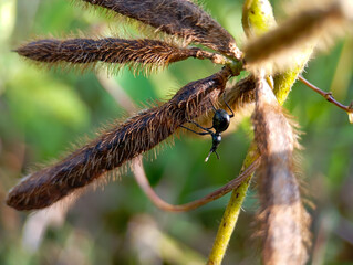 tiny black ant crawls along a fuzzy brown seed pod on a plant stem, with a blurred green background.