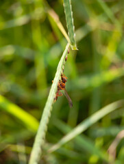 small, reddish-brown wasp clings to the underside of a blade of grass, with a soft-focus green background.