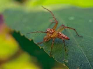 close-up, side-profile macro shot of a small, translucent lynx spider perched on a vibrant green leaf, with a soft, blurred background of foliage.