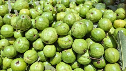 Close-Up of Freshly Picked Green Guavas – Organic Fruit Pile, Natural Farming, Healthy Diet, Tropical Fruit Photography