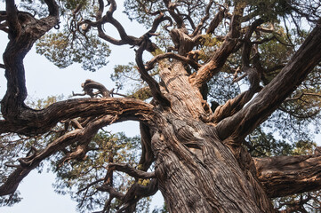 700 years old tree - Chu Jian Bai cypress in Temple of Confucius in Beijing, China