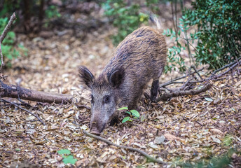 Wild boar in Montserrat mountain range near Barcelona, Catalonia, Spain