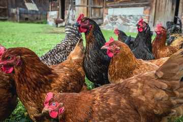 Group of chicken on a farmyard in a village located in Mazowieckie Province of Poland
