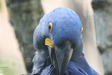 tiergarten straubing