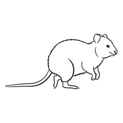 Fine Quokka Line Art – Quokka Vector Illustration Artistic Drawing with Smooth Curves – Quokka Drawing – Line Art Drawing of Quokka – Quokka Icon

