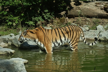 tiergarten straubing