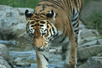 tiergarten straubing