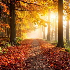 Obraz premium 제목: Tranquil Autumn Path at Sunrise설명: A serene square composition of a forest path gently illuminated by the soft light of the rising sun, with a carpet of leaves.
