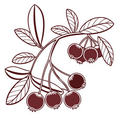 lingonberry with leaves