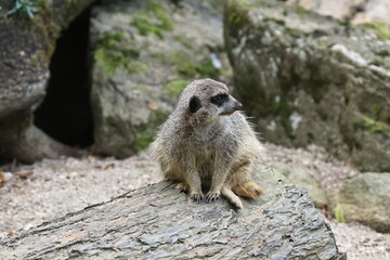 tiergarten straubing